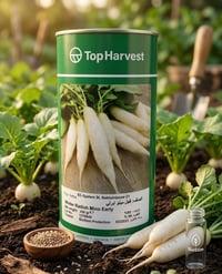 📣 متوفر الان 📣  ⚪ فجل مينو ايرلي ⚪  من شركة Top Harvest  🏢شركة الريف ا...
