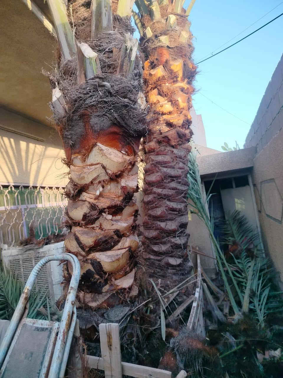 السلام عليكم مستعدون لتقليم وتكريب وتنظيف الاشجار والنخيل العالقة في الكهرباء ويشمل نقل الانقاذ ***********
