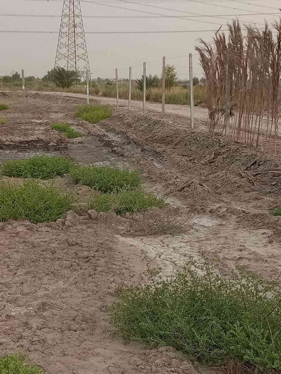 السلام عليكم ٢ دونم للبيع بي ٤٠ نخله حماله نهر سقي ماطور كاز جديد مسيج دنك صب .منطقت ال الوشاح قريب على حي العسكري خلف السكه أتريد  دونم عادي ابيع.سعر الدونم ٢٥.بي مجال قليل....***********) ***********
