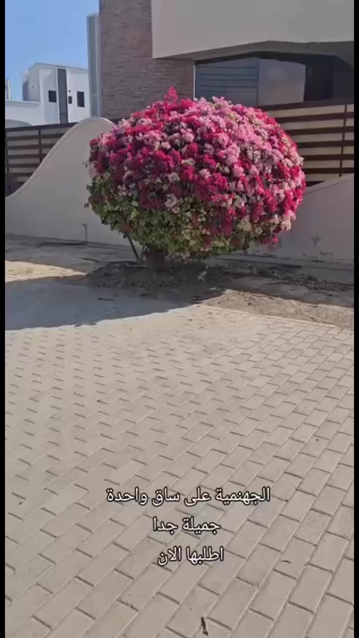 جهنمي طوبه


**إذا كنت صاحب هذا الإعلان وتريد حذفه لأي سبب، رجاءا أرسل رسالة إلى الدعم الفني**