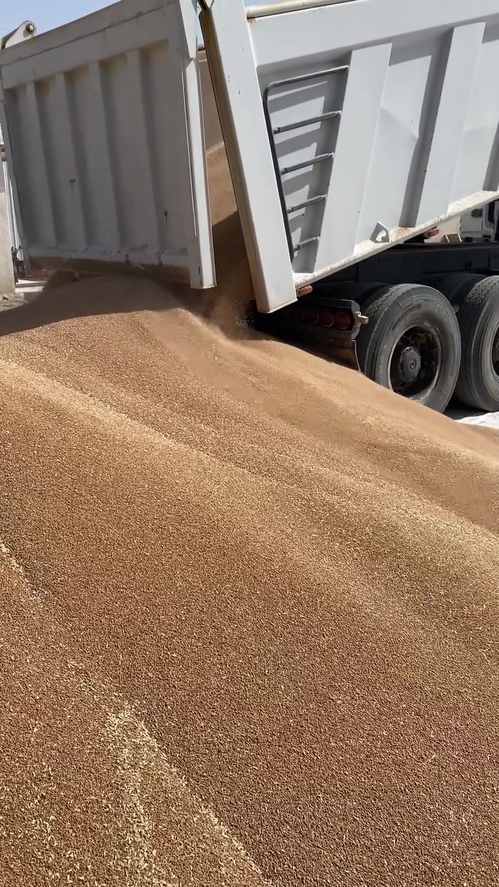 يا الله عله بركت الله متوفر في علوت البركاوي بذور بت المغلف زارات خاليه من الشواىب نتاج خير من الله كطعت عله طنين عنوان واسط نعمانيه لاستفسار تصال عل هاذه الرقم ‭٠٧٨٠ ١٦٨ ١٦٧٥‬

