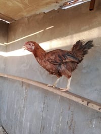 ٣ دجاجات • ديج واحد • للبيع