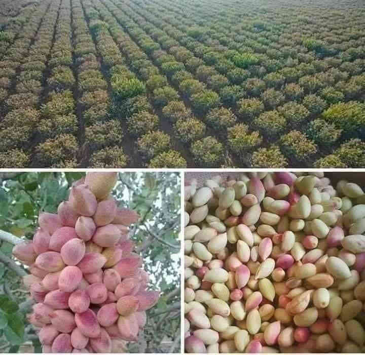 متاح لدينا بذورها بذور شجرة الفستق الحلبي عاشوري
لطلب والحجز واتساب *********** السماوه أو مراسلة الصفحه يوجد خدمة توصيل طلبات داخل السماوه ولكافة المحافظات لباب البيت أنواع البذور الاستوائية النادره
