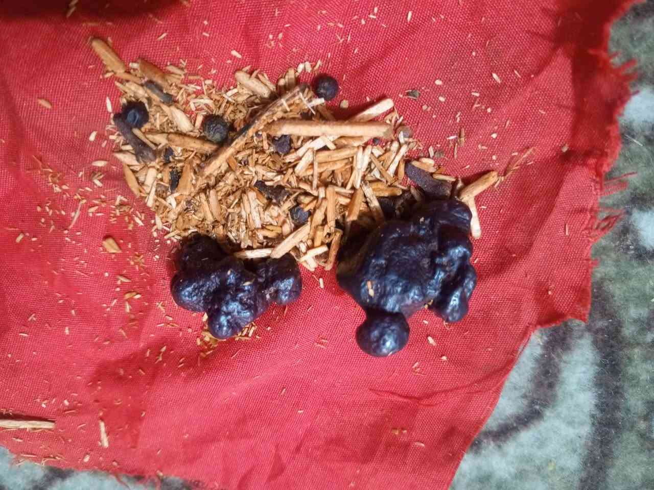 للبيع هبهاب دموري ملاكط وهبهاب افريقي جامد وحجر داودي مصور وسليماني احمر مصور عيون 
ابيعهن شلع ب100 الف مكاني ديوانية 
تفاصيل خاص


**إذا كنت صاحب هذا الإعلان وتريد حذفه لأي سبب، رجاءا أرسل رسالة إلى الدعم الفني**