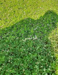 ثيل طبيعي • فرش حدائق • توصيل 24ساعه