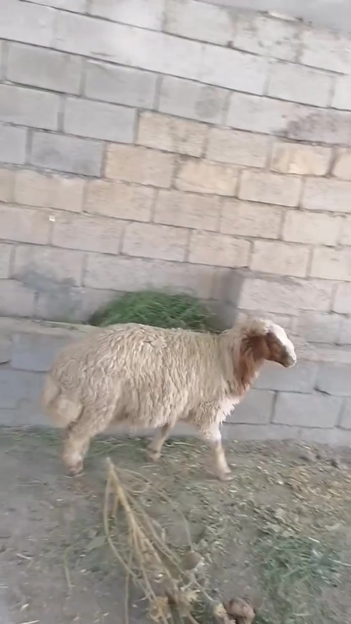 فطيمه خشنه وسمينه شرط الصحا الي يريدها هسا يخابرني وبل خدمه المكان واسط الشحيميه قريه 10
يالله سلام عليكم *********** 
فطيمه خشنه وسمينه شرط الصحا الي يريدها هسا يخابرني وبل خدمه المكان واسط الشحيميه قريه 10
