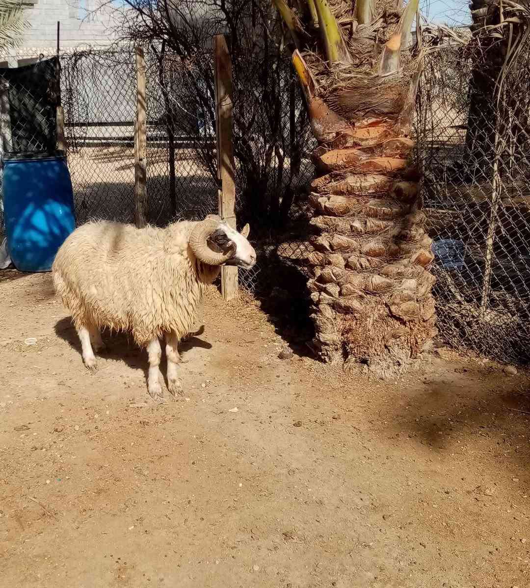 السلام عليكم ورحمة الله للبيع جبش شرط لفحوليه السعر ٤٥٠ لتواصل خاص او اتصال على الرقم ***********
