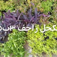 نباتات خارجيه • توصيل بغداد