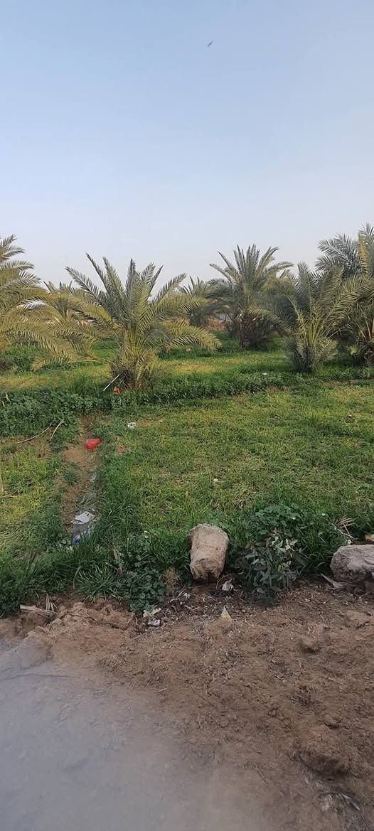 سلام عليكم بستان بلمزبانيه قرب المدرسه النزال ٤٠والعرض ٢٥طابو زراعي سند خمسه وعشرين هاذه رقم رعيه ***********
