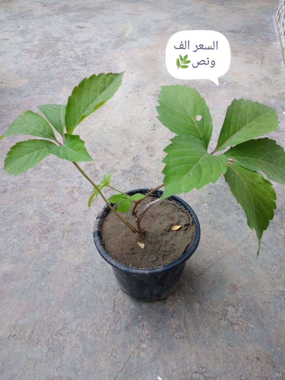 🌿 بيع ورد طبيعي ومنعش
🚚 توصيل مجاني داخل هبهب
📍 أقرب نقطة دالة: قرب مدخل المجمعات
📩 للطلب مراسلتنا خاص


**إذا كنت صاحب هذا الإعلان وتريد حذفه لأي سبب، رجاءا أرسل رسالة إلى الدعم الفني**