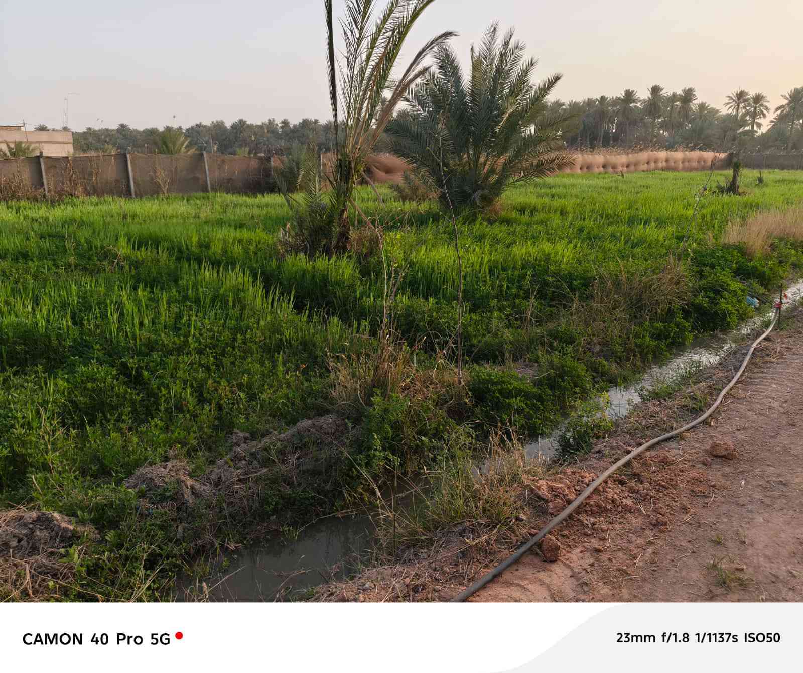 دونم مسيج للبيع سند طابو اعتراف مباشر من صاحب العقار كافه الخدمات الحسينية قصر مصطفى تفاصيل بالفيديو سعر ٣٠٠مع المجال ***********
