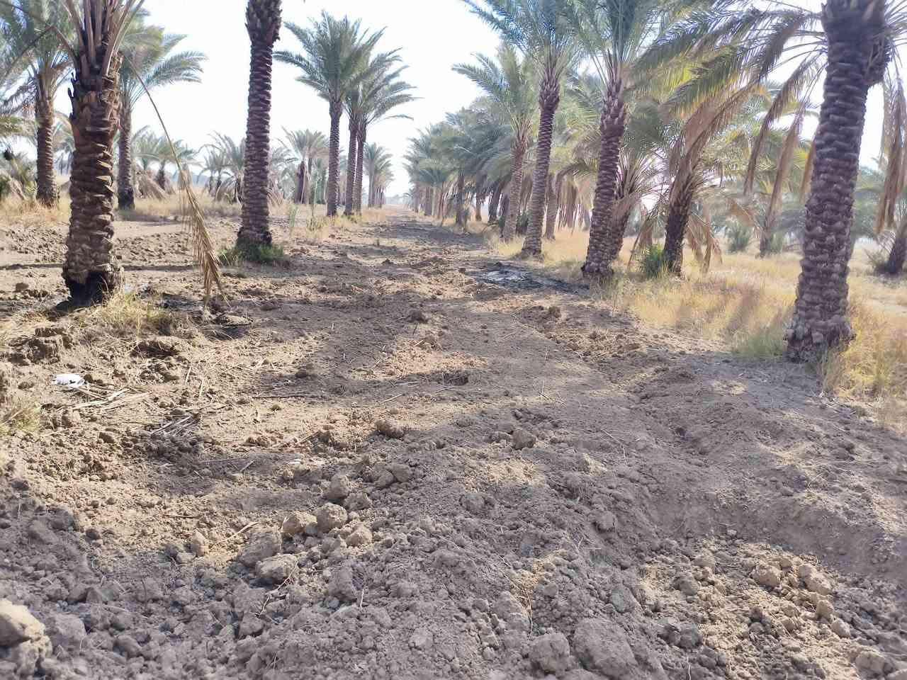 مكلف بالنشر 
گاع دونمين ونص بستان مع بيت بلوك سند 25 
العنوان مقابيل
 حسينيه الزلازلة على طريق الحولي.الجديد  
رقم صاحب البيت ***********
