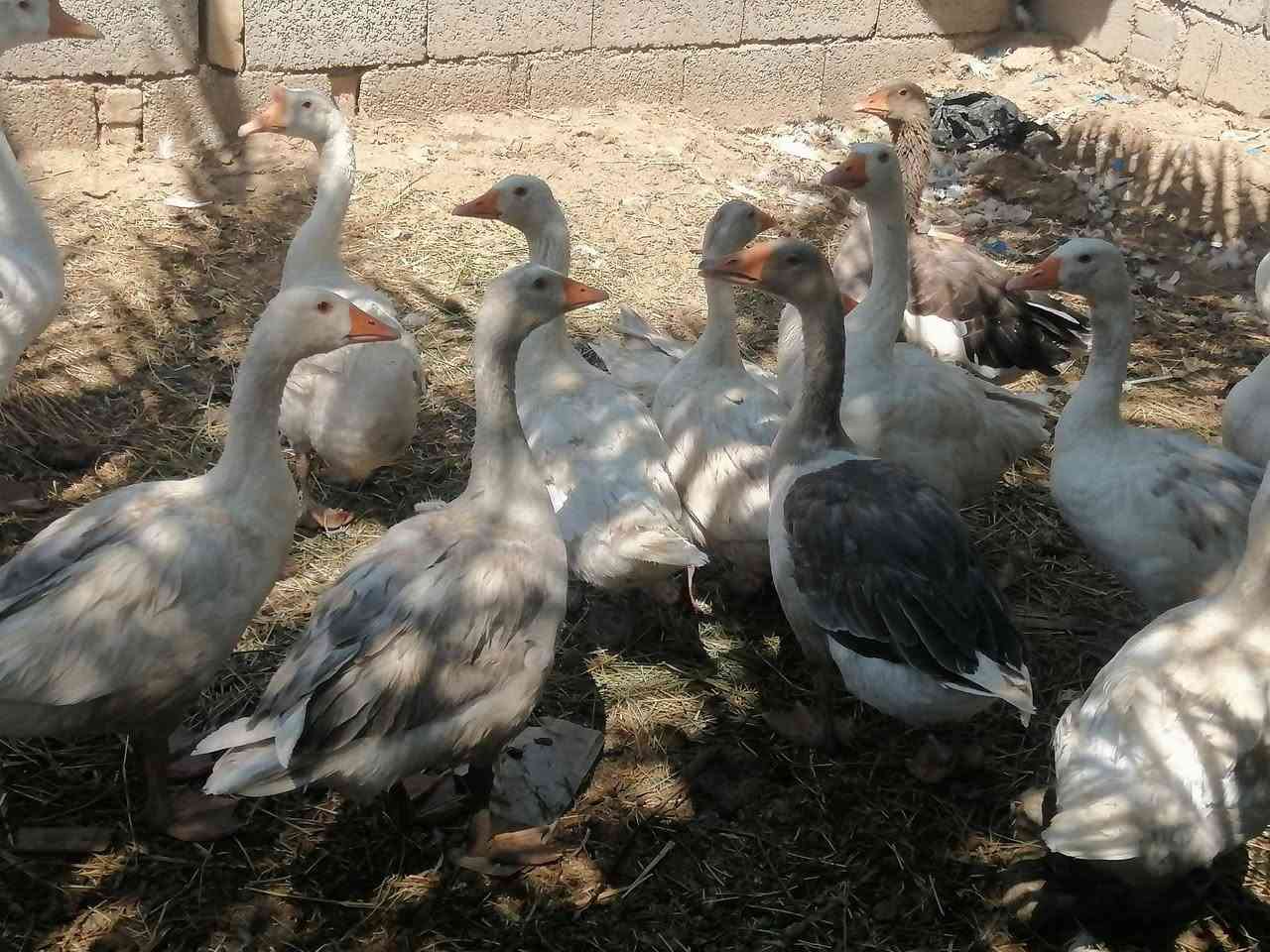 سلام عليكم ابطوط البيع مال سنه واكو بيهن حايلات المكان قلعه السكر السعر خاص


**إذا كنت صاحب هذا الإعلان وتريد حذفه لأي سبب، رجاءا أرسل رسالة إلى الدعم الفني**