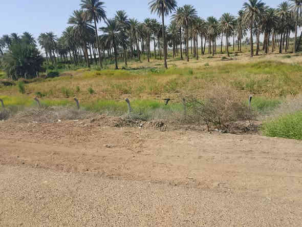 سلام عليكم يوجد أرض زراعيه البيع المساحة 5دونم العنوان كوت اليوسفيه للاستفسار  ***********
