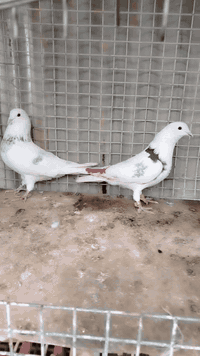 متاح زوج تار إيران شرط المطيار اذا مطير ترجع عليه واني الممنون
الطيور ماخذهن على شرط وابيعك على شرط
سعرهن ٢٥ الف قفل
مكان تكريت القادسية
رقم ***********
