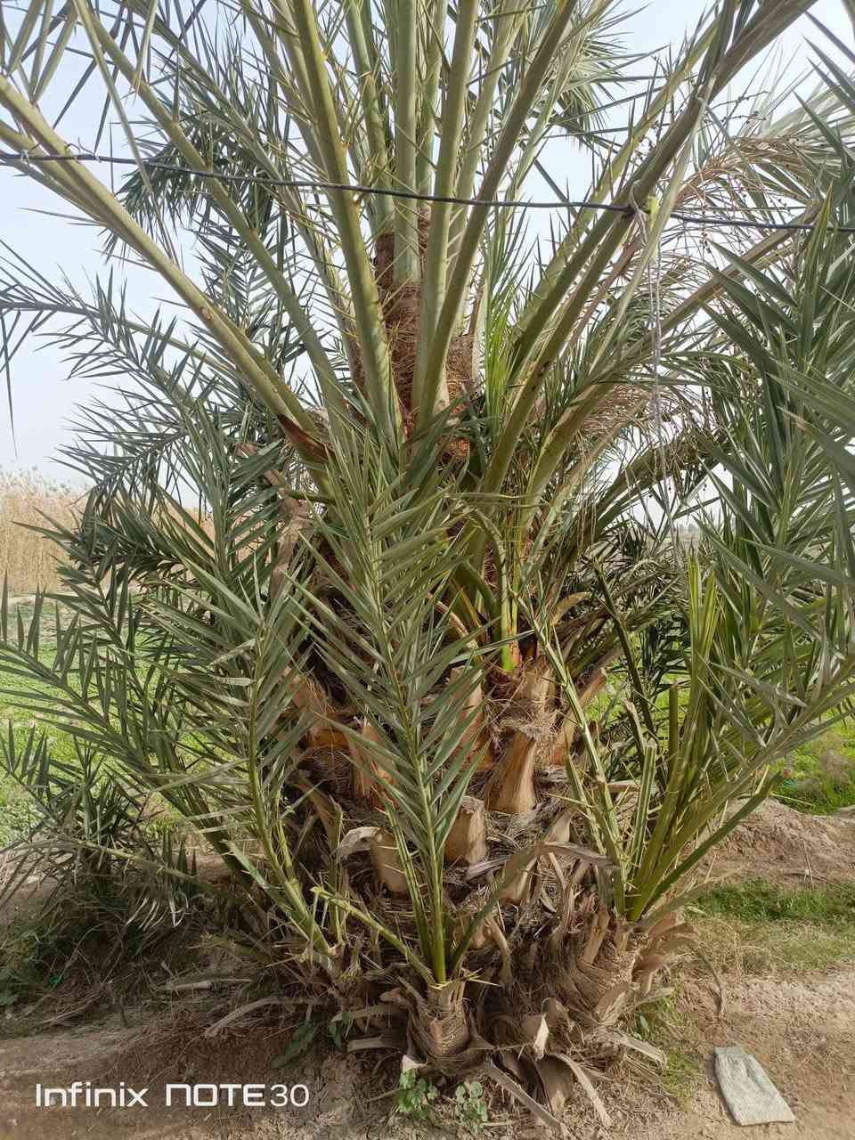 5 فسايل تمر خضراوي للبيع .
الاستفسار خاص او على رقم .
 ( *********** اتصال واتساب فقط )
