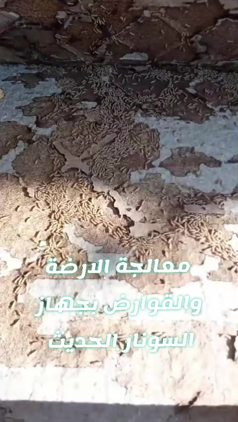 #معالجة الارضة #والقوارض الاتصال بنا #***********
