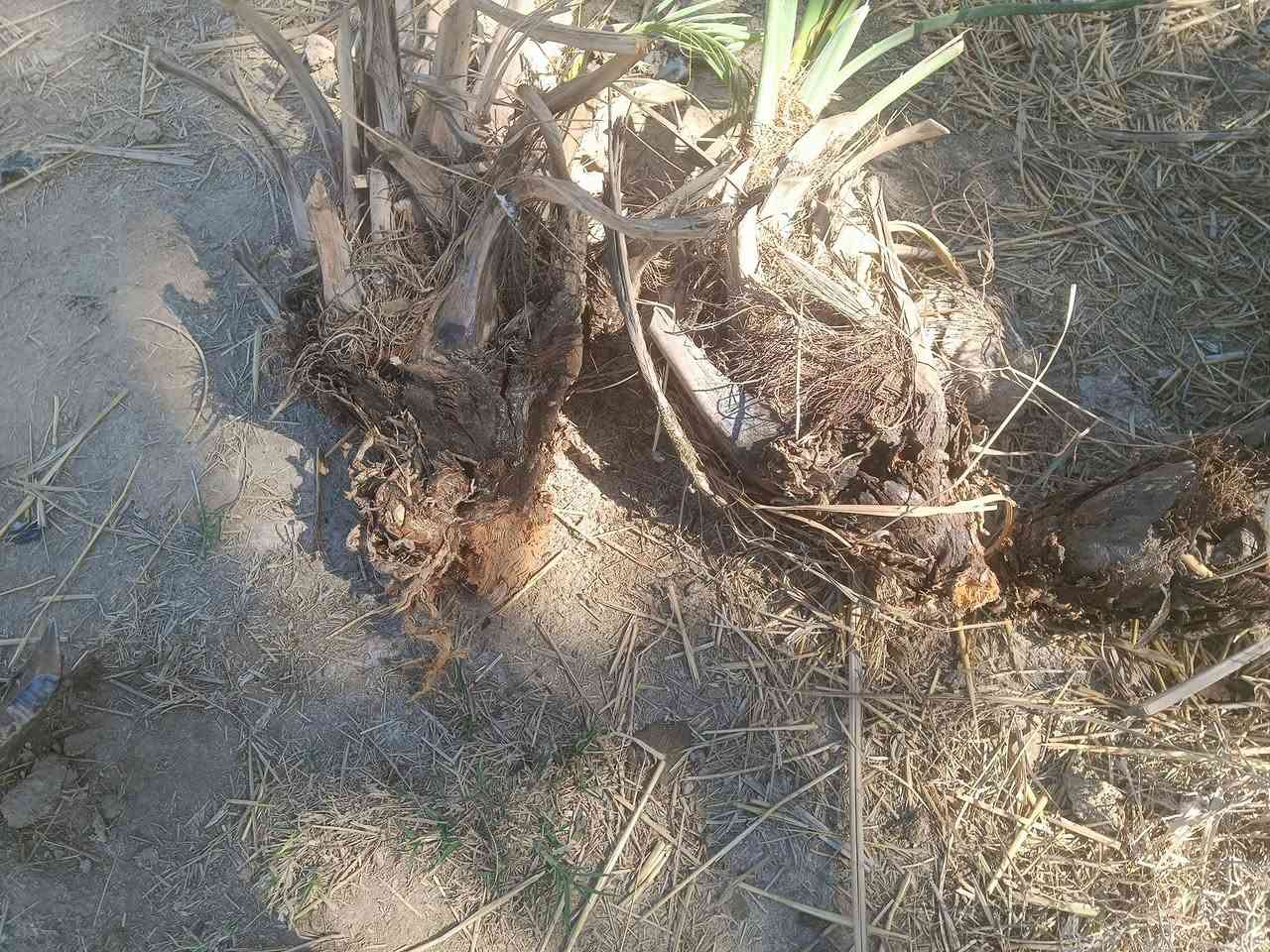 فسائل نخيل شويثي صغير الحجم سعر الفسيله 5الالف


**إذا كنت صاحب هذا الإعلان وتريد حذفه لأي سبب، رجاءا أرسل رسالة إلى الدعم الفني**