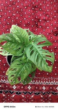 حديقة • ديكور • نص كردي
