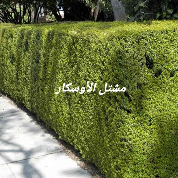 نبات الياس متوفر داخل المشتل 
يتوفر بحجمين 
ب1,500
ب2,000

📍 زورونا في موقعنا:
مشتل الأوسكار – حي الحنانة – شارع نجف _ كوفة
(مقابل غرفة تجارة النجف و فريندز كافيه ومطعم شريف– مجاور متنزه الحنانة العائلي)

🕗 أوقات الدوام:
من 8:30 صباحاً إلى 8:00 مساءً

📞 للطلب والاستفسار:
*********** – ***********
(اتصال / واتساب / مراسلة عبر فيسبوك)
 متوفر دفع  زين  كاش ومتوفر ماستر  

🚗 يتوفر توصيل داخل النجف
موجودين في تطبيق توترز لبعض المواد الزراعية 

أهلاً وسهلاً بكم دائماً في مشتل الأوسكار 🌹🌹🌹
