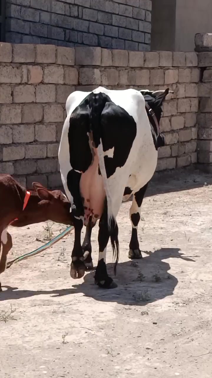 السلام عليكم بكره رغوث ع كل عيب وراها حوليه درجه اولى رقم واحد حليب ودسامه فول حليبها خير من الله حلال فاخر ضالمها التصوير المكان الشرقاط قرية شكرا ***********
