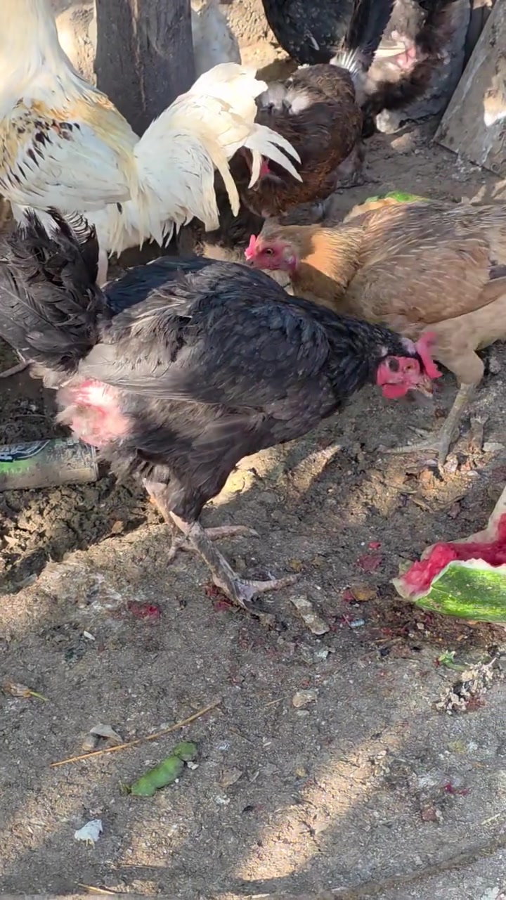مریشکی کڕ 3 دانە بۆ فرۆشتن نرخی بەگوێرەی حەجمی کامت ویست مەسج بکە


**إذا كنت صاحب هذا الإعلان وتريد حذفه لأي سبب، رجاءا أرسل رسالة إلى الدعم الفني**