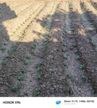 مستعدين لتنظيف الأرض وحراثه وترتيبها وزراعتها وتدخيل سبيس وتراب كل اعم...