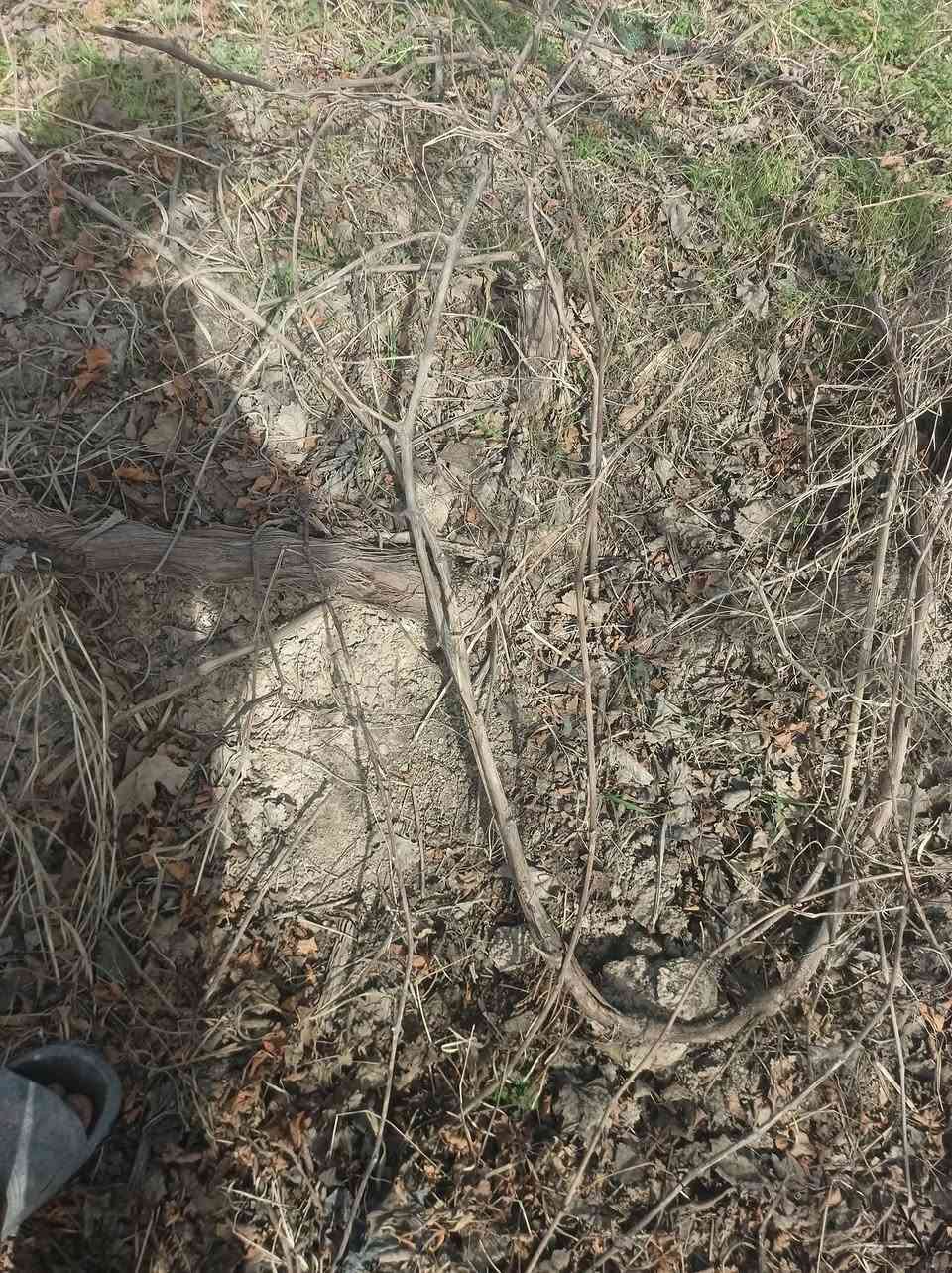 السلام عليكم يوجد دايه عنب تنويم درجه اوله جذر دايه خير من الله عنب حلواني رقم واحد طول روطه متر ونص ومترين يعني صاعده ع قمريه كميه خير من الله ***********
