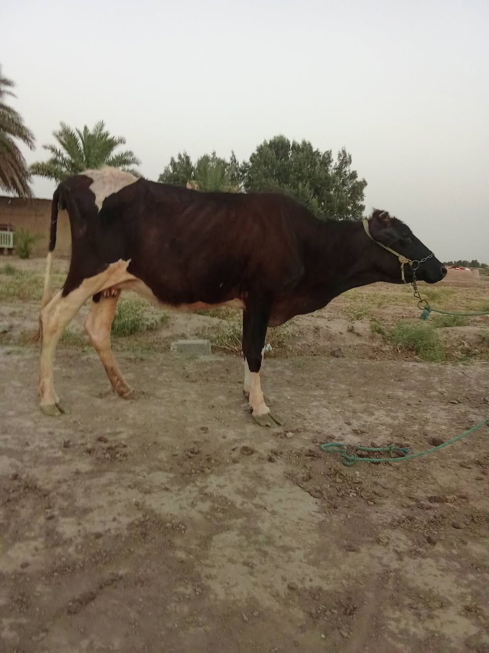 اللهم صل على محمد وال محمد
لجاب للبيع شرط الجني مشروطات على كل عيب 

امهات ثاني بطن يحلبن بدون ابن شرط النصاحه والجني 

السعر الزوج. 2450. المكان بابل الشوملي 

***********. بي واتساب
