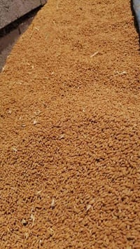 حنطة نزار • ١١ طن • حويجه المحموديه