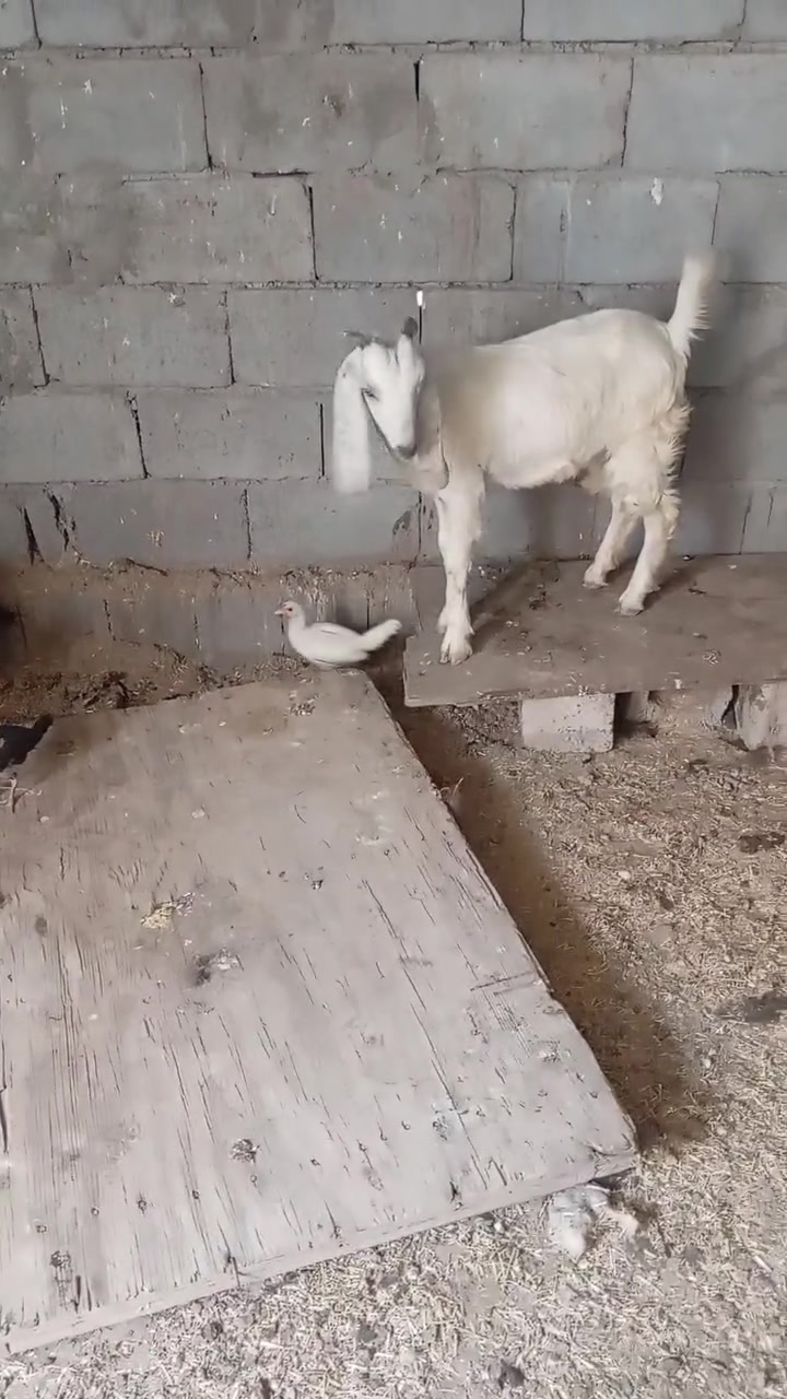 سلام عليكم صخول ٢ البيع ماخذات فحل من فحل فقاني صلي مكان صلاح الدين دجيل ***********
