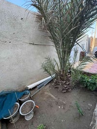 بيت للبيع • ٢٥٠م • قطعة ٧٥٠م','بناء طابوك','قرب صوره سيد جاسم