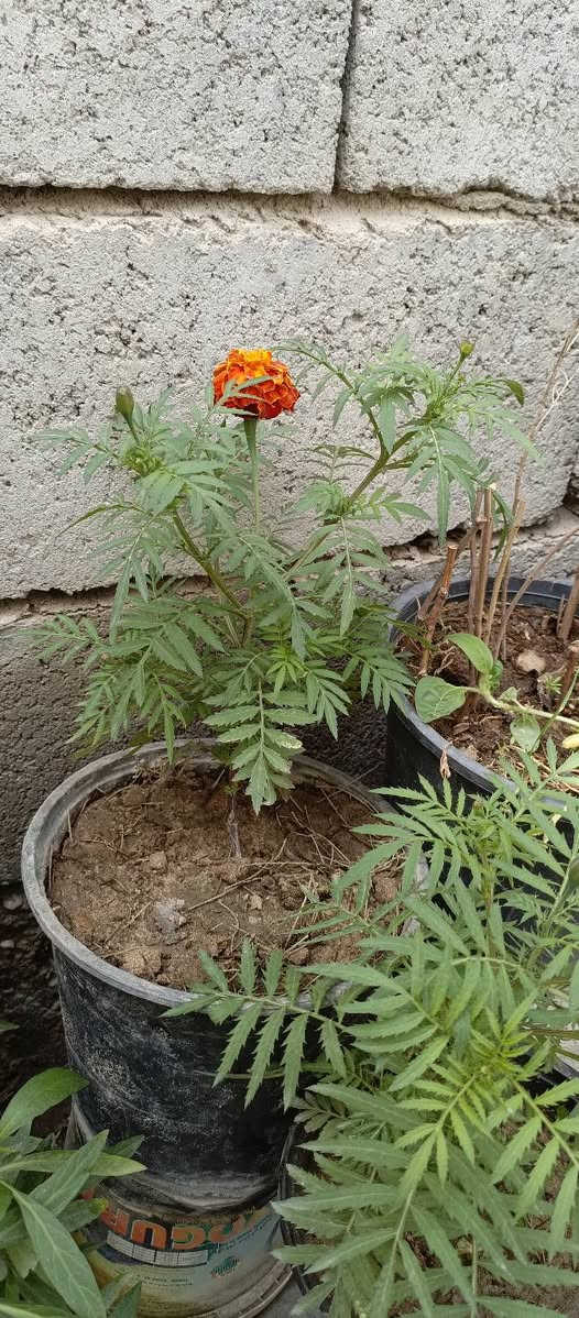 زرع للبيع بسعار مناسبه جدا زرع بيت
⚠️نتران سنادين زغار لعدد ١٦وياهن اقحوان وورد القديفه  
٥٠٠دينار سندانه 
⚠️ورد القديفه الحولي القطمر يضل ع طول سنه مزهر حجم سندانه كبير ومسمد وجاهز وبدايه تزهير سندانه كبيره الفين 
العدد ٣ب٥
⚠️ريحان عطري كويتي لعدد ٢ قطعه بالف 
⚠️ابو خنجر لاتيني دايه بيه اكثر من شتله بلف 
⚠️نتران حجم كبير امايات تعال وكاثر منهن قطعه بالفين خشنات 
⭕الماعده يجي ياخذ بلاش 
مكاني البصرة زبير


**إذا كنت صاحب هذا الإعلان وتريد حذفه لأي سبب، رجاءا أرسل رسالة إلى الدعم الفني**