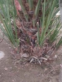 نخل شويثي للبيع تفاصيل اتصل على الرقم 07808579478