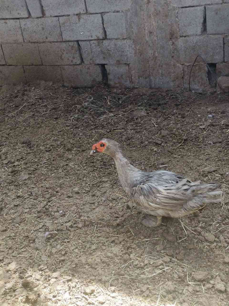 السلام عليكم نتاح 3 نثاية وفحل بش مصري رصاصي طلك  خشنلت وصاحيات مكاني الهوير


**إذا كنت صاحب هذا الإعلان وتريد حذفه لأي سبب، رجاءا أرسل رسالة إلى الدعم الفني**