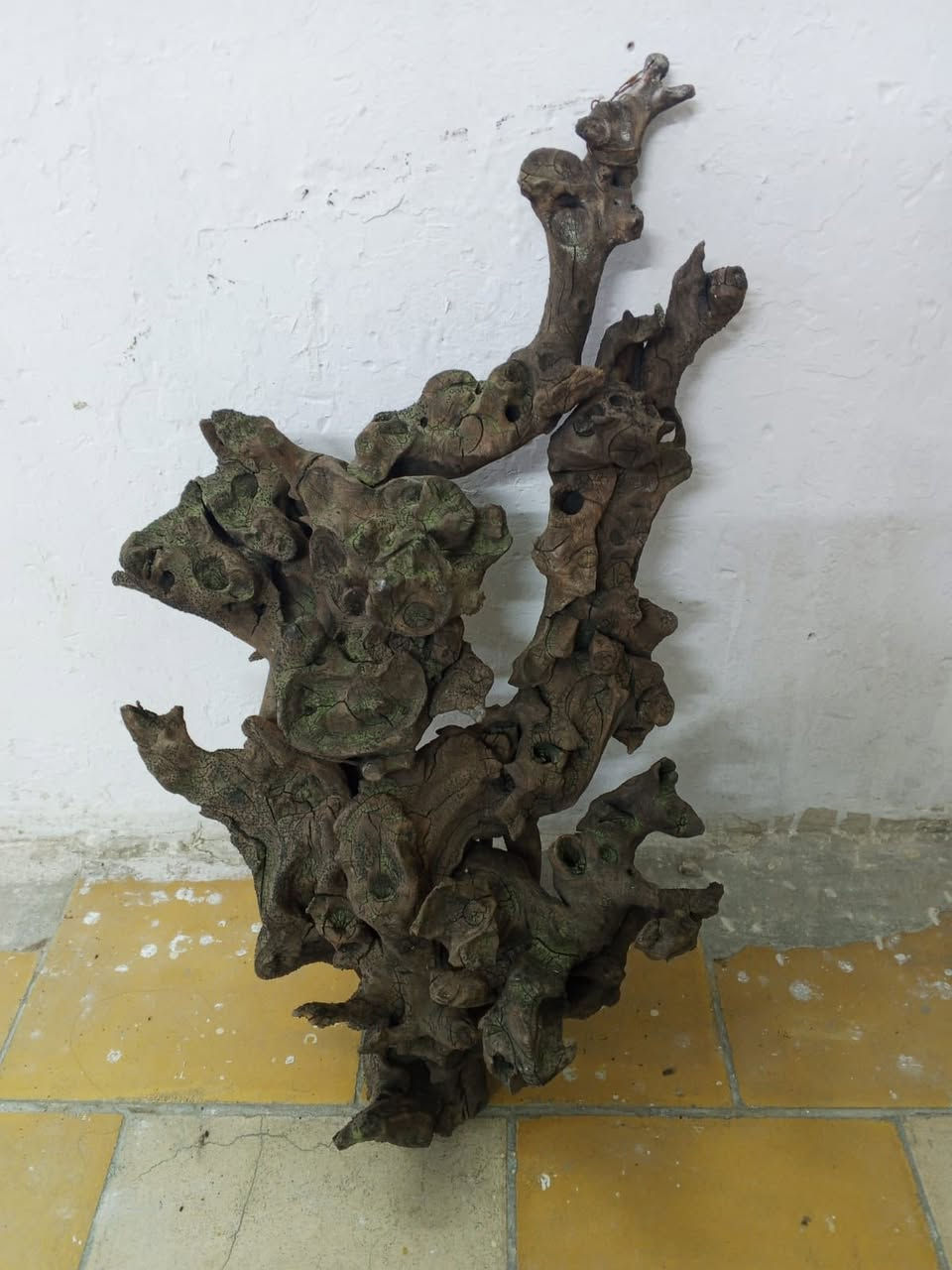 شجره مال احواض جبيره كولش للبيع قيم واخذ


**إذا كنت صاحب هذا الإعلان وتريد حذفه لأي سبب، رجاءا أرسل رسالة إلى الدعم الفني**