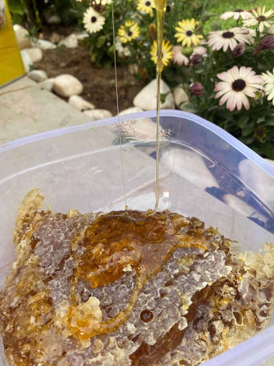 عسل للبيع 🍯 🐝 

قال تعالى

(يَخْرُجُ مِن بُطُونِهَا شَرَابٌ مُّخْتَلِفٌ أَلْوَانُهُ فِيهِ شِفَاءٌ لِّلنَّاسِ)

للشفاء والقوة والتغذية والفيتامينات التي لا تعد ولا تحصى ...

شرط اصلي 100% والله شاهد علينا

السعر 40 للكيلو📌


**إذا كنت صاحب هذا الإعلان وتريد حذفه لأي سبب، رجاءا أرسل رسالة إلى الدعم الفني**