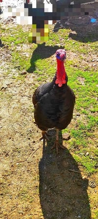 دجاجتين ودبيك هنادي شامو السعر 130 ألف  وديك البصرة بسعر 80 ألف  رقم 0...