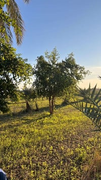 ٦ دونم • طابو سند ٢٥ • نخيل