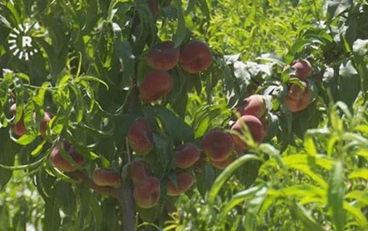 يتوفر لدينا شتلات خوخ كعكي مطعم عمر سنتين .
يتميز بألانتاج الوفير. 
ارتفاع مترين. 
السعر 5000 فقط  
اسماعيل. *********** 
احمد.     *********** 
العنوان محافظة الانبار- حديثة صعدة الحي العسكري 
مقابل سالم الأدوات الاحتياطية / ومجاور فلس ونص
