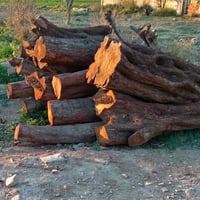 ديكور • حديقة