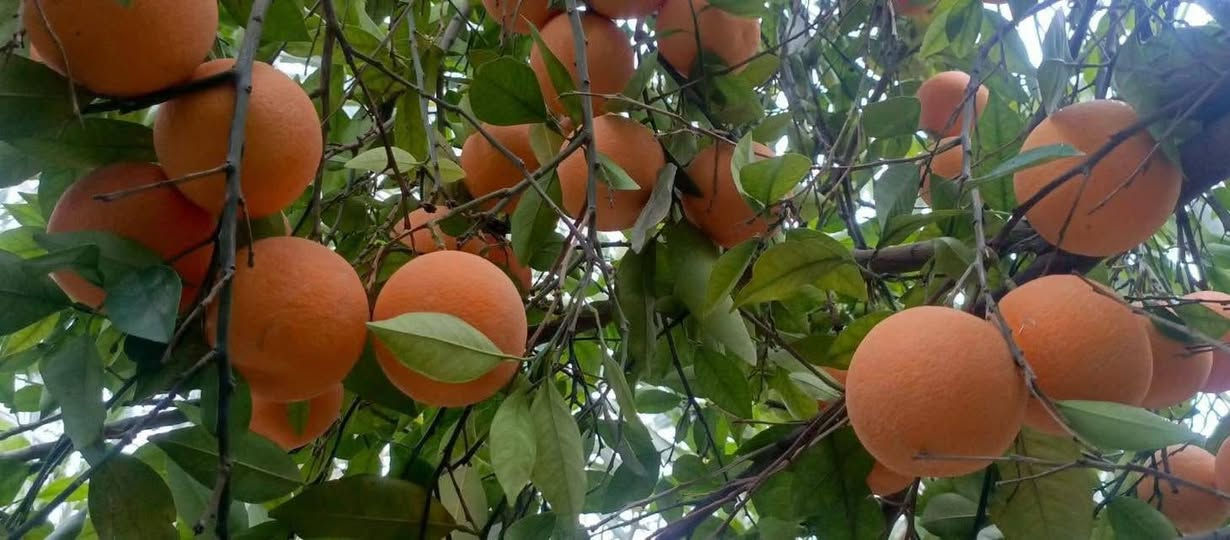 السلام عليكم... يوجد نص دونم للبيع  مع بيت ملك صرف مساحة البيت ٢٠٠متر في بغداد /الراشديه/قرب الناحيه. للاستفسار اكثر التصال على الرقم
***********
