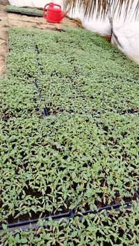 فلين عادي نوع نرمين للبيع  07822218122