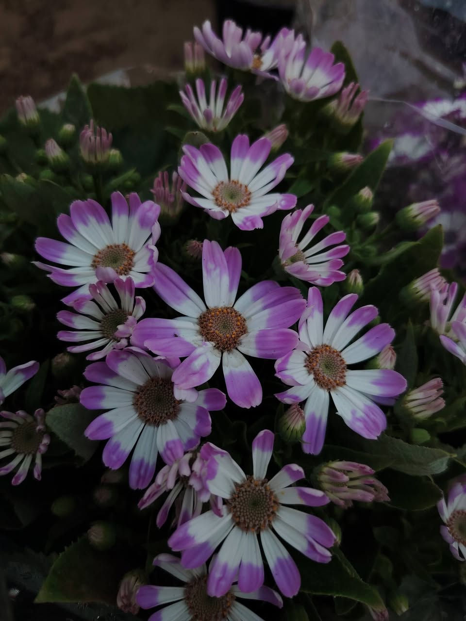 🌸 نبات السناريا 🌸
شوف الجمال شلون يحچي بنفسه
ألوان جذابة وتزهير يسرّ العين
شمسي ☀️
دائم الخضرة 🌿
مثالي للحدائق والأصص
💰 السعر: ٧٠٠٠ دينار
📍 متوفر في مشتل ضفاف دجله 🌸


**إذا كنت صاحب هذا الإعلان وتريد حذفه لأي سبب، رجاءا أرسل رسالة إلى الدعم الفني**