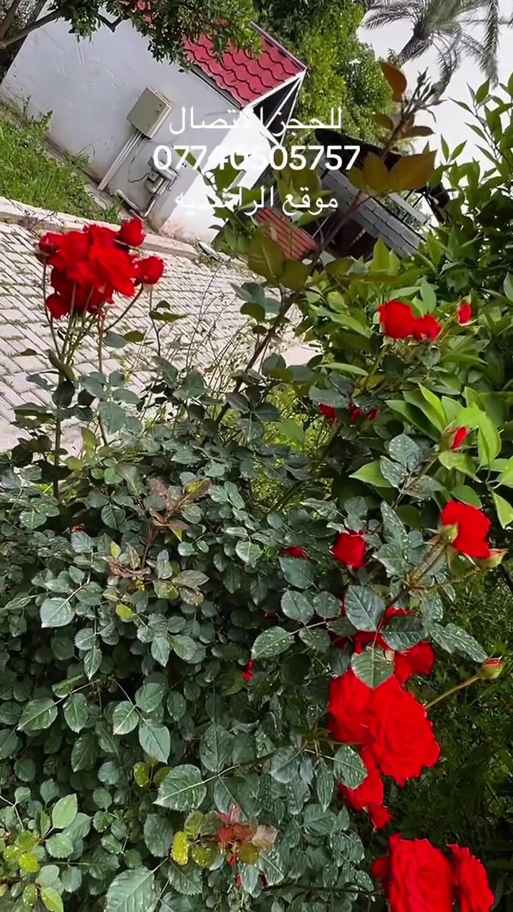 متوفره مزرعة الراشديه للأيجار اليومي ***********

