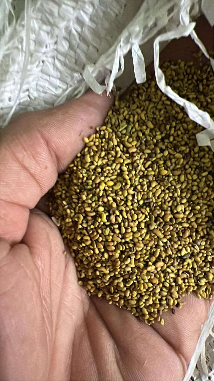 #متوفر_بذور_جت_درجه_اولى_نضيف_جدا 

باسعار مناسبه 

جمله _مفرد 

المكان : ذي قار _ الفجر _ مقابل اسواق نصير خشان 

للاستفسار 

***********
