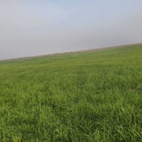 ارض زراعية • ثلاث منازل • ميسان