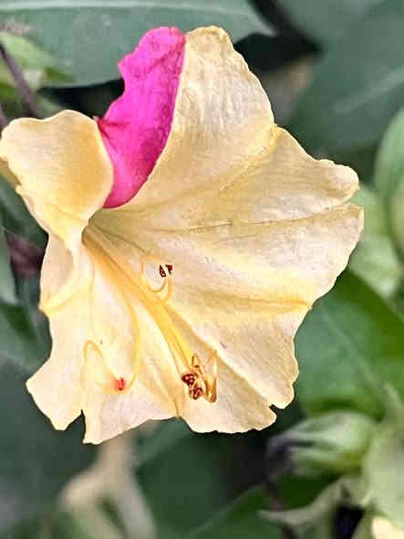 متاح لدينا بذورها بذور نبات ورد المساء الوان عطري دائمي سريع النمو أزهارها متنوعه الأوان لطلب والحجز واتساب *********** السماوه أو مراسلة الصفحه يوجد خدمة توصيل طلبات داخل السماوه ولكافة المحافظات لباب البيت أنواع البذور الاستوائية النادره
