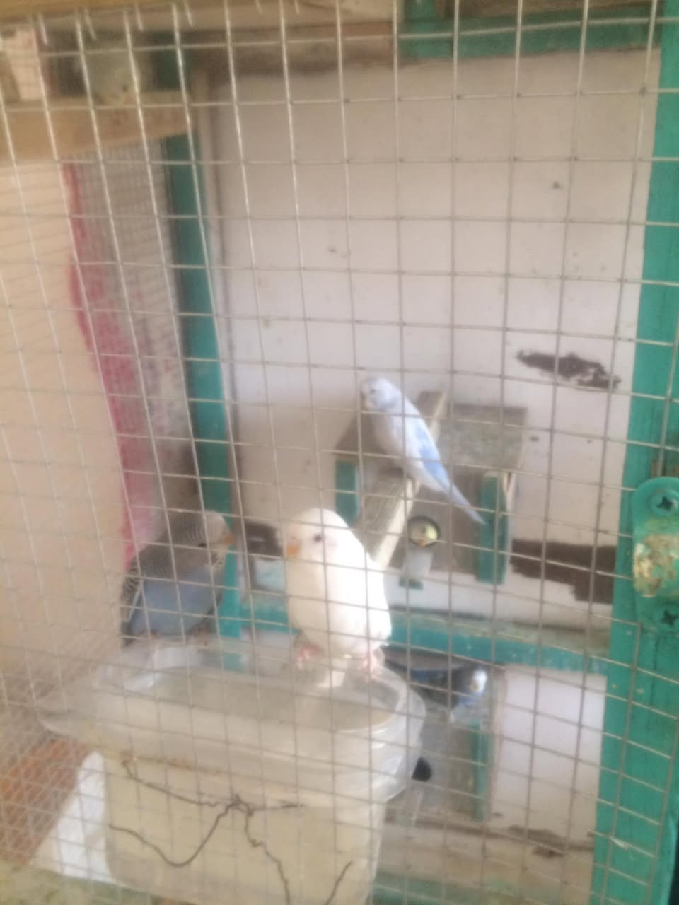 متاح طيور حب عادية الوان حلوة عددها١٥زوج ب١٠٠قفل بيها عيون حمر انثايات


**إذا كنت صاحب هذا الإعلان وتريد حذفه لأي سبب، رجاءا أرسل رسالة إلى الدعم الفني**