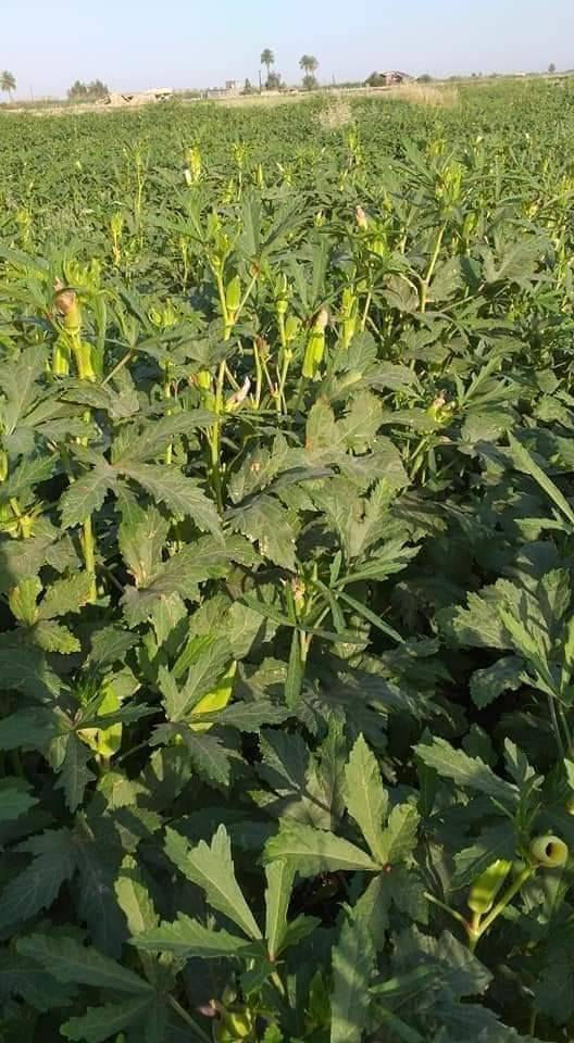 يوجد لدينا بذور بانيا فرنسيه بنت القوطيه الربعينيه نتاجيه خير لون الغنص اخضر فاتح درجه اوله ضمان شرط الحوي موجود واتساب ***********  وخيار طرحي سباني متعهد   ولوبيا يطاليه ستندر شركه
